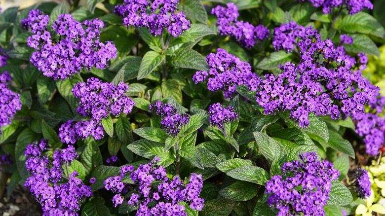 Purple Peruvian heliotrope