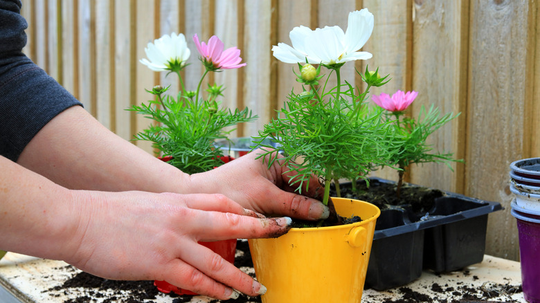 A gardener transplanting cosmos flower into a metal pot