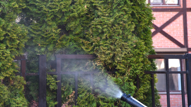 spraying evergreens 
