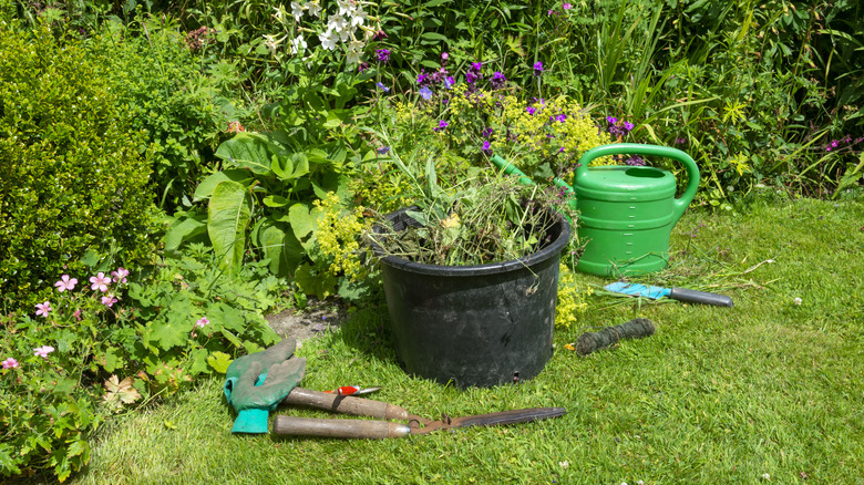 A garden is overrun with weeds, and weeding tools are on the ground nearby.