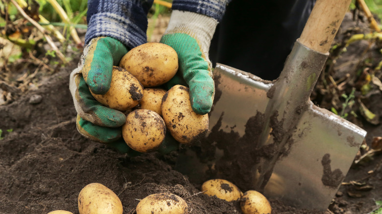 Hands holding potatoes freshly dug up from the garden