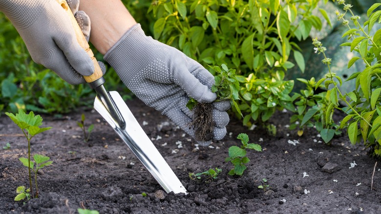 Removing weeds in garden