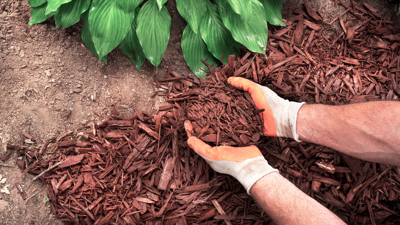 Mulching around hostas