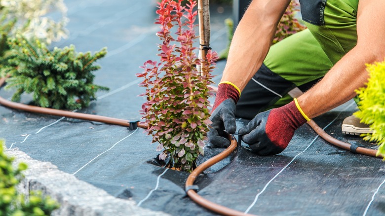 Installing drip irrigation system