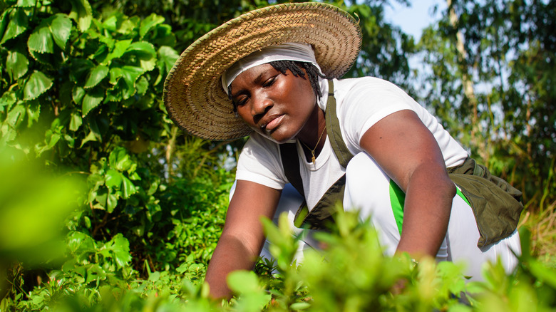 Person tending to garden