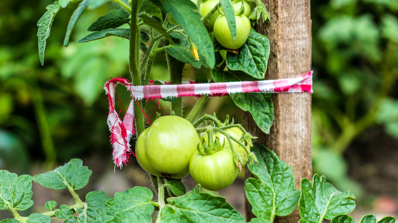 Tomato tied with gingham fabric