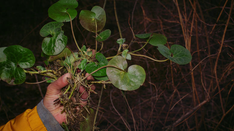 A gardener holds a recently divided wild ginger plant in their hand.