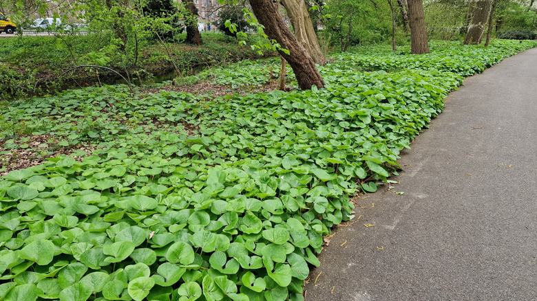 A dense patch of wild ginger used as ground cover under trees in a residential garden.