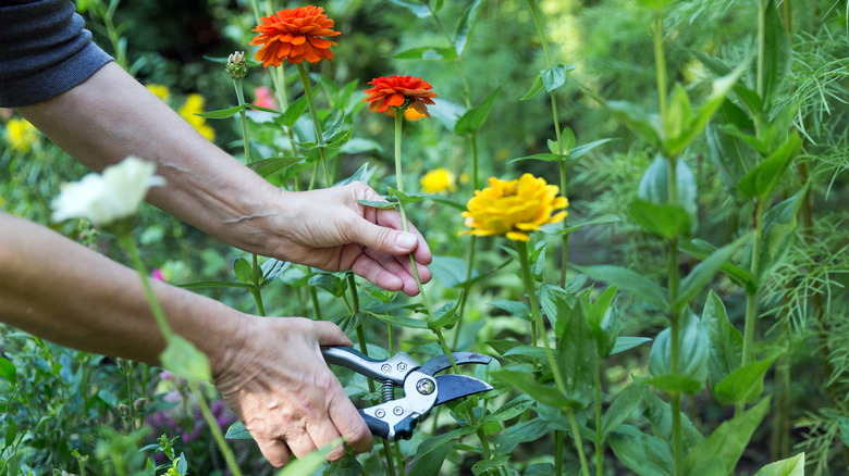 a person pruning zinnias 