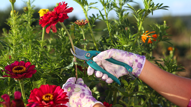 a person pruning zinnias