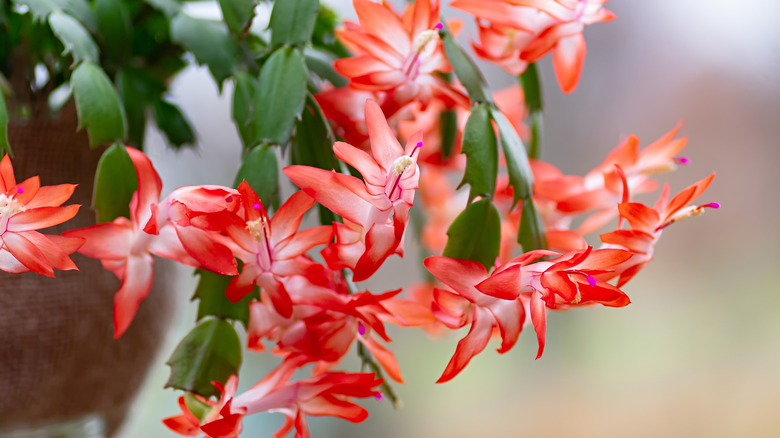 Close view of Thanksgiving cactus