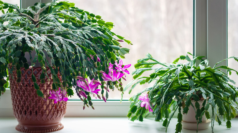 Thanksgiving cactus on windowsill