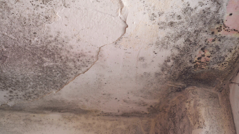 Mold on ceiling