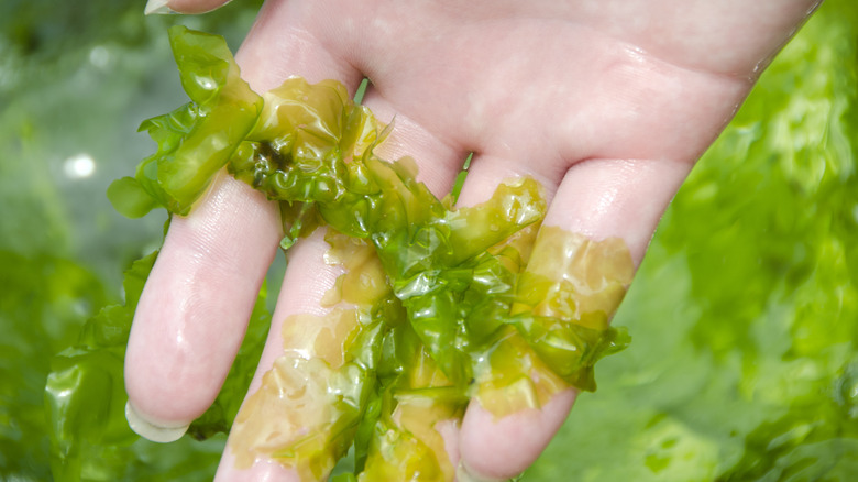 woman holding seaweed