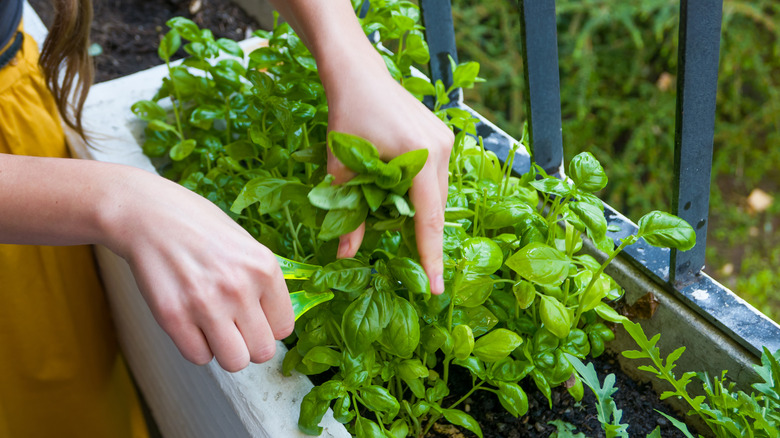 woman harvesting basil