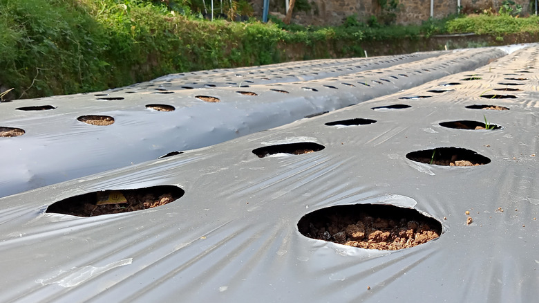 silver mulch with planting holes