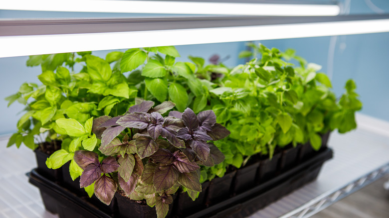 basil plants under a light