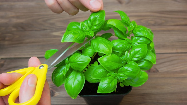 pruning basil with kitchen scissors