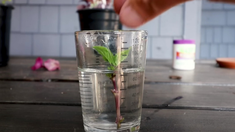 basil in glass of water
