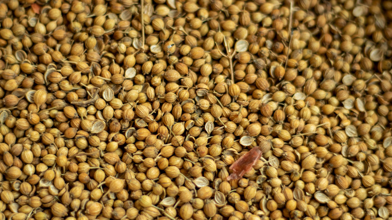 Sprouted coriander seeds.