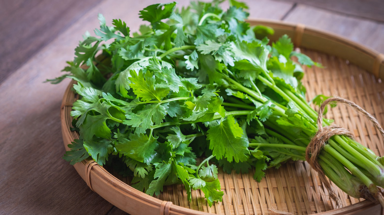 Freshly harvested cilantro in a basket