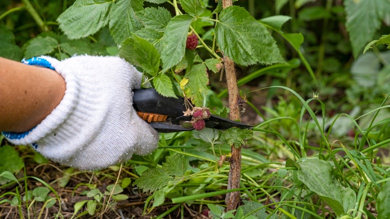 hand pruning raspberries