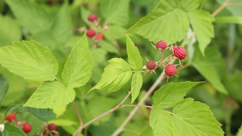 black raspberries on bush