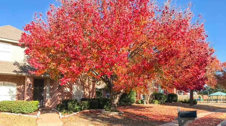 Callery pear tree in yard