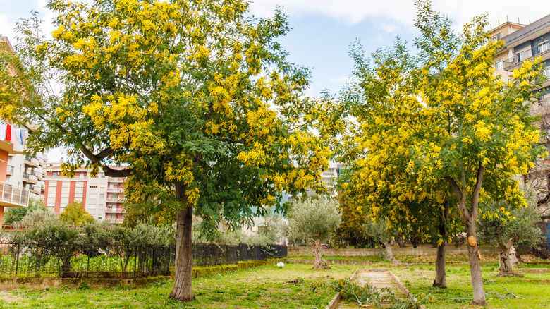 Yellow Mimosa trees in yard