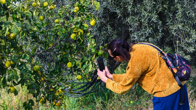 woman taking picture of tree