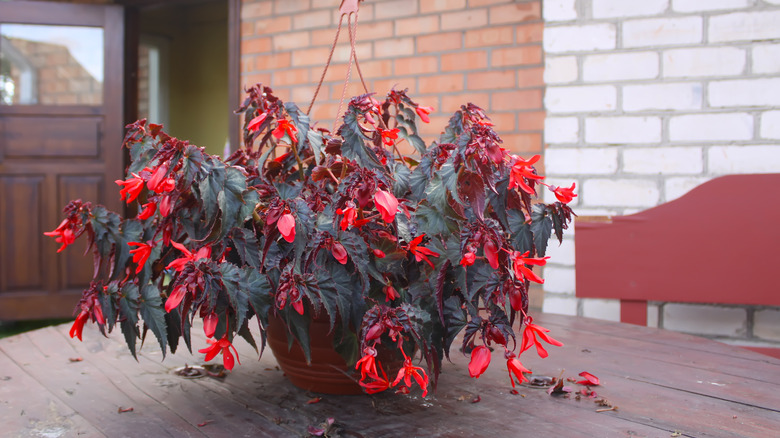 cigar flower in planter