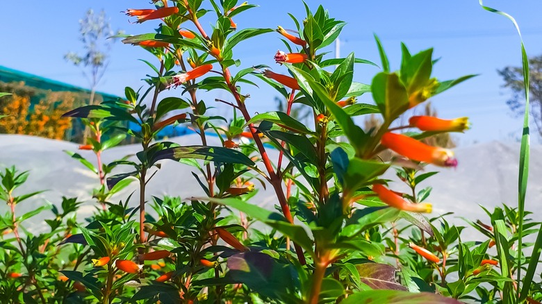 cigar flower in planter