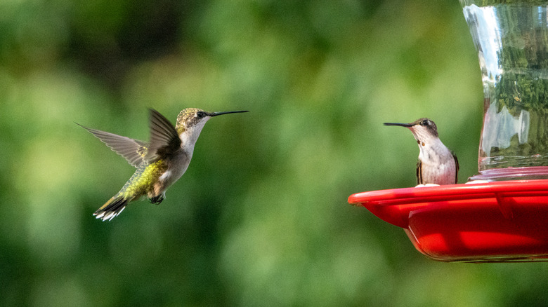 Hummingbird flying to another hummingbird at a feeder