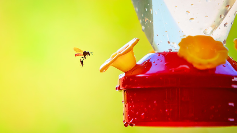 Wasp flying to hummingbird feeder