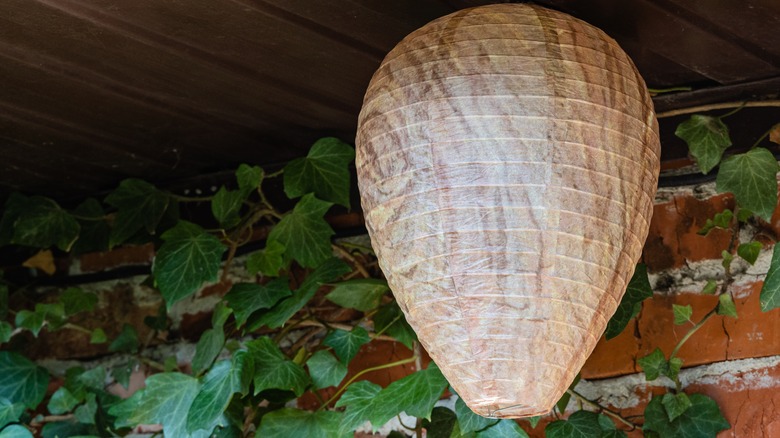 Paper decoy wasp nest hanging on a porch