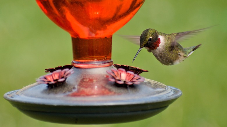 Hummingbird flying near a hummingbird feeeder