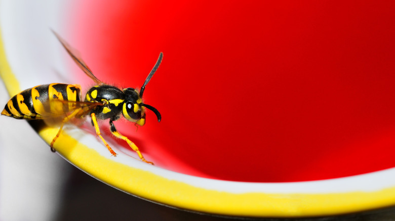 Wasp eating nectar from a bowl