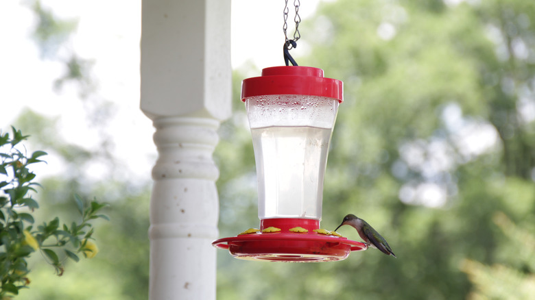 Hummingbird sitting on a hummingbird feeder