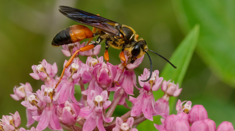 Wasp visiting a milkweed flower