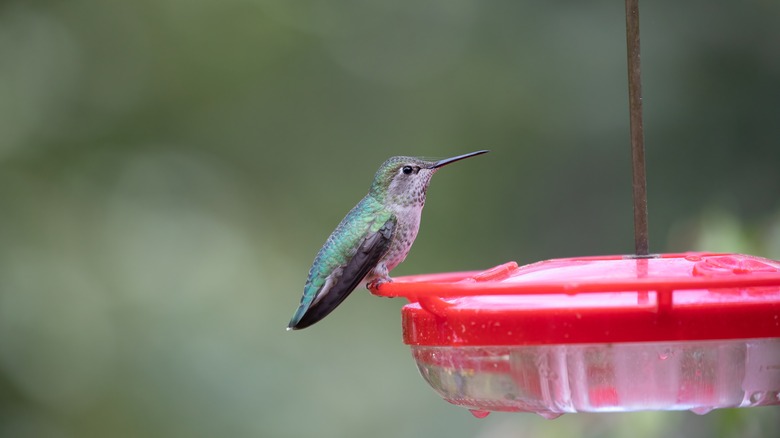 Hummingbird sitting on a saucer feeder