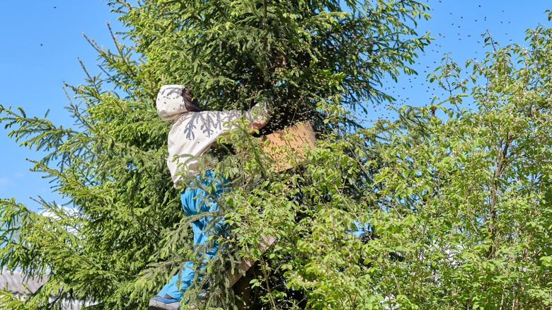 removing a nest from tree