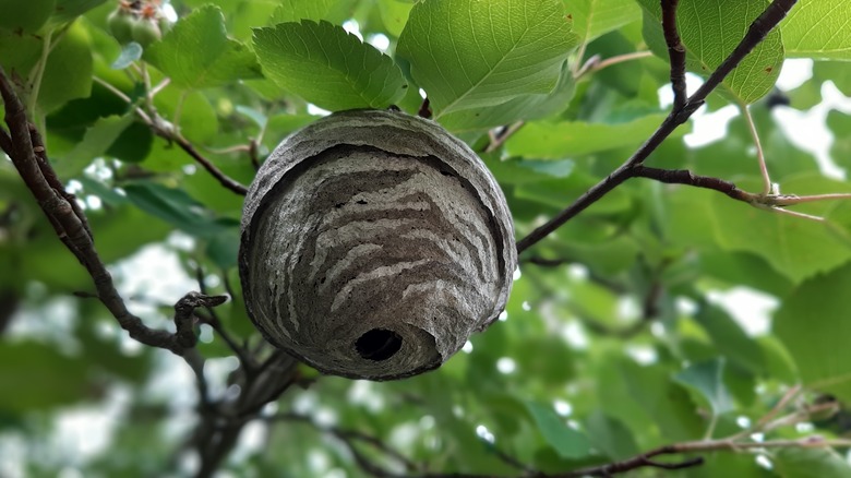 wasp nest in a tree