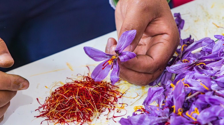 Saffron flowers