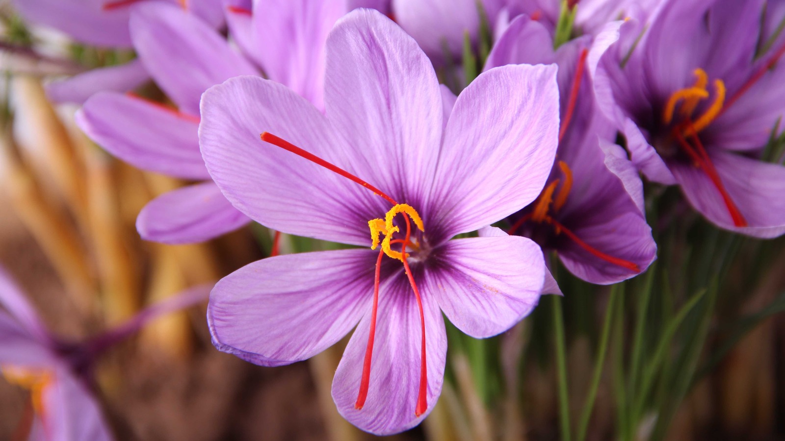 Learn How To Grow Saffron Indoors