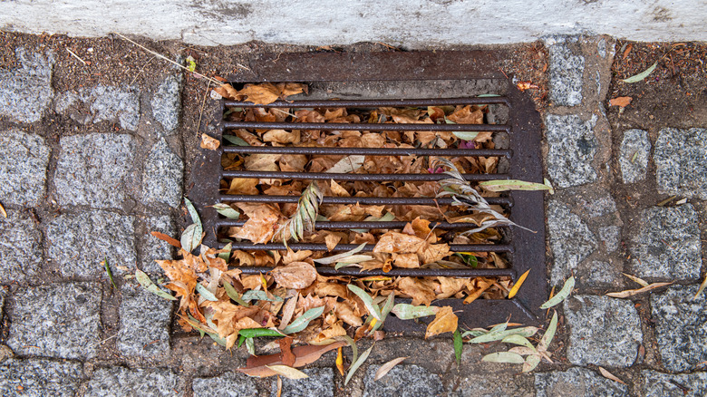 A yard drain is stuffed with leaf litter.