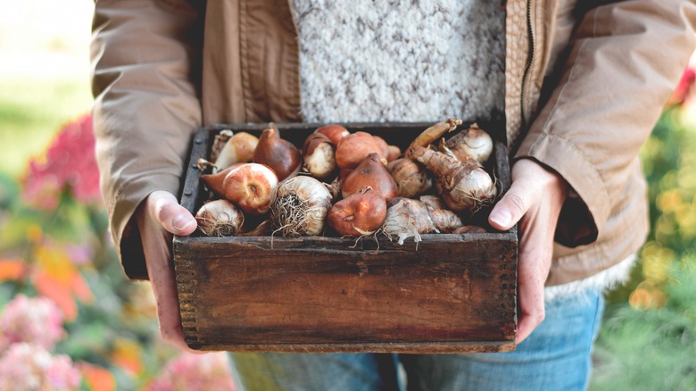 How to Store Spring Bulbs in the Fridge for a Blooming Garden Hack ...