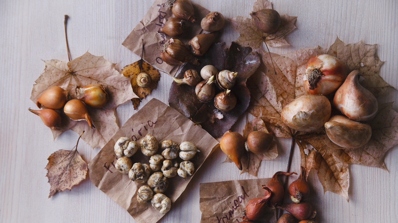 Different spring flowering bulbs