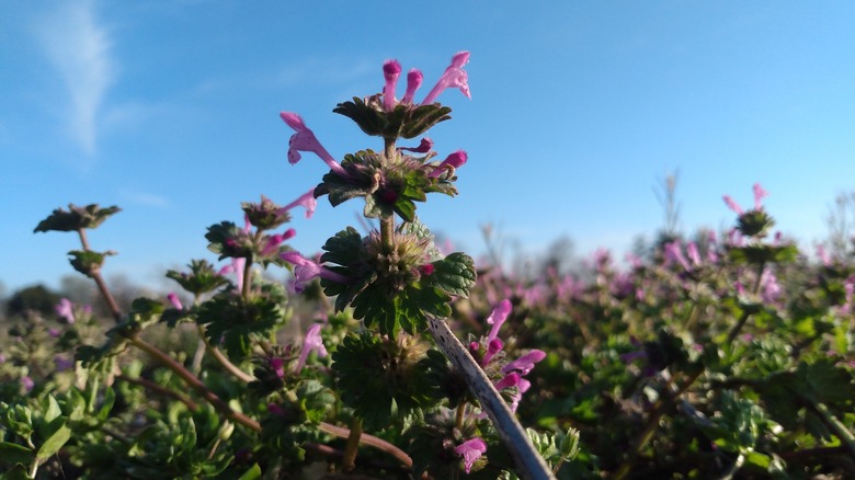 Field of flowering henbit weeds