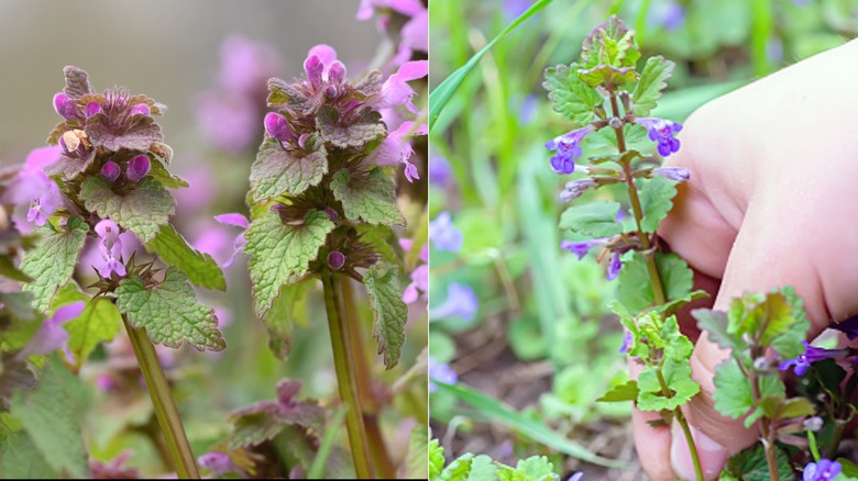 Split image of purple dead nettle (left) and ground ivy (right)