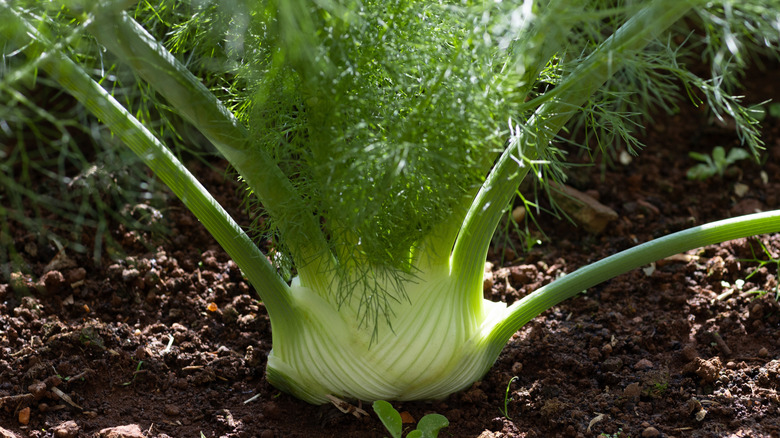 Fennel bulb growing in soil